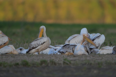 Bursa Karacabey kuş cenneti oldu!