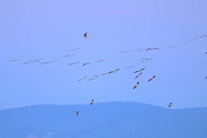 Bursa Karacabey kuş cenneti oldu!