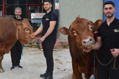 Gören nasıl beslendiğini soruyor! Bir ton 140 kilogram: 600 bin isteniyordu, 575 bin liraya satıldı