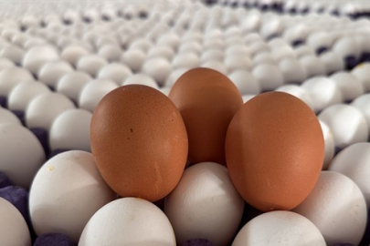 İhracat kotası 5 kat arttı: Yumurtaya zam gelecek mi?