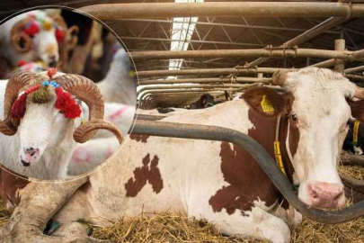 'Kurban Tebliği' Resmi Gazete'de yayımlandı