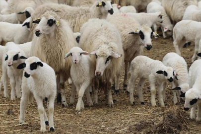 TİGEM, 600 reforme küçükbaş hayvan satacak