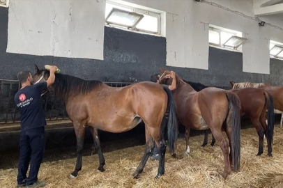 TİGEM Bursa'daki safkan Arap elit ve koşu taylarının seçimini tamamladı