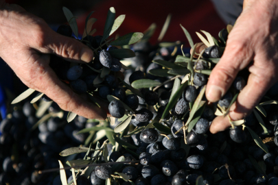 Zeytin üretiminde su gerçeği: 1 kilogram için 6 bin 798 litre su kullanılıyor