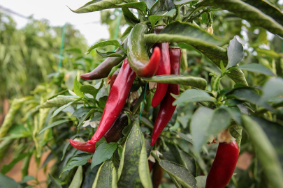 Zirai ilaçlara dijital takip: B-Reçete geliyor