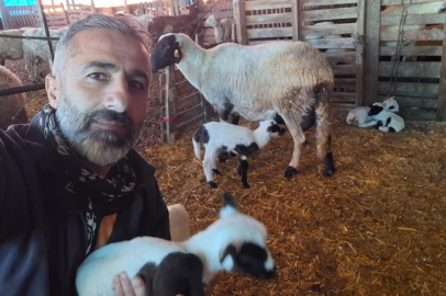 Çeşme sakızı ile Fransız koçunu birleştirdi, verimi katladı