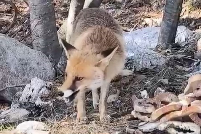 Bursa’da aç kalan tilkiler yerleşim alanına indi!