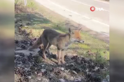 Bursa’da aç kalan tilkiler yerleşim alanına indi!