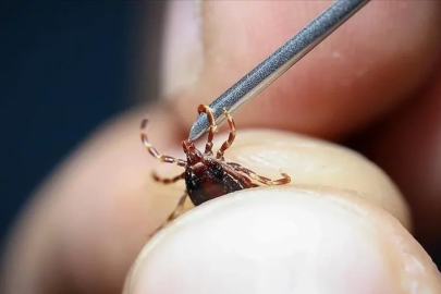 Kabus geri döndü: Kene can aldı