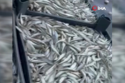 İznik Gölü’nde bereketli sezon...Gümüş balığında yüzler gülüyor