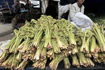Şifa kaynağı ‘yayla muzu’ mesaisi Yüksekova'da başladı
