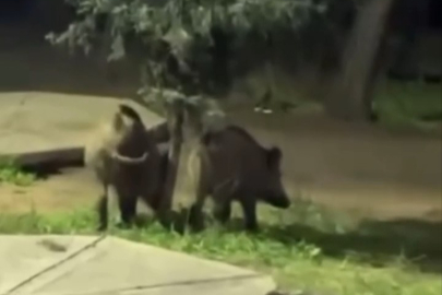 Bursa'da domuzlar piknik alanlarına indi