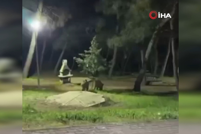 Bursa'da domuzlar piknik alanlarına indi