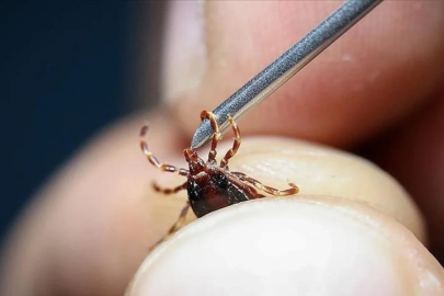 Tokat’ta kene alarmı: 2 kişiye KKKA tanısı kondu