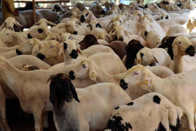 Vekaletle kurban kesim bedelleri açıklandı