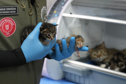 Gürsu Belediyesi’nden örnek çalışma: Anne kedi ve yavrularına şefkat eli