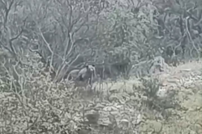 Orhaneli yolunda ayı paniği...