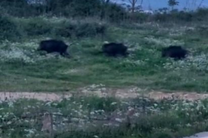 Bursa'da domuzlar şehir içinde görüntülendi
