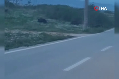 Bursa'da domuzlar şehir içinde görüntülendi