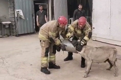 Hava filtresine sıkışan köpek kurtarıldı