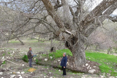 270 yıllık ceviz ağacı zamana direniyor