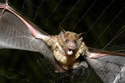Tayland'da yarasalarda yeni bir koronavirüs türü tespit edildi