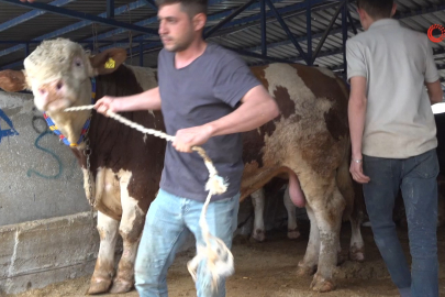 Bursa'da kurbanlık şampiyonu görücüye çıktı: Tam 1,2 ton
