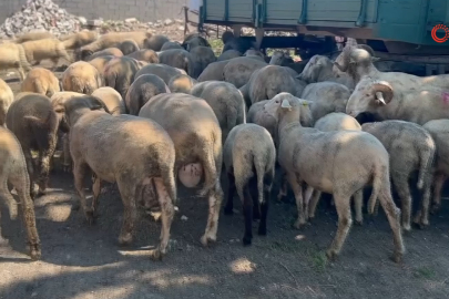 Bursa’da kurbanlık fiyatlarında şehir-kırsal farkı dikkat çekiyor