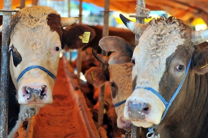 Kestel’de kurban kesim ve satış alanları açıklandı