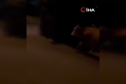 Bursa’da kaçan dana mahallede paniğe neden oldu