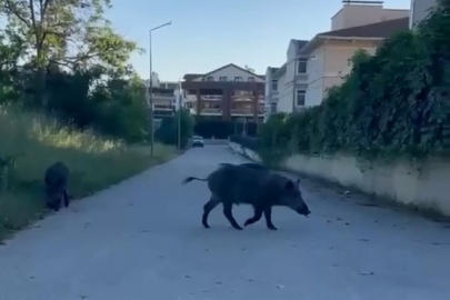 Aç kalan domuzlar Bursa şehir merkezine indi