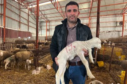 Bursa'da 57 yıllık tecrübeden koyunculuğa başlayacaklara önemli öneriler