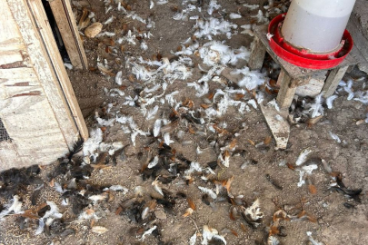 Bursa'da sahipsiz köpekler 30 tavuğu telef etti