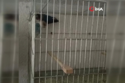 Bursa'da yasa dışı ticarete konu edilen 3 İskender papağanı yavrusu kurtarıldı
