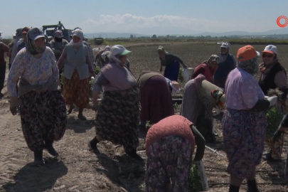 Bursa Karacabey'de domates sezonu başlıyor
