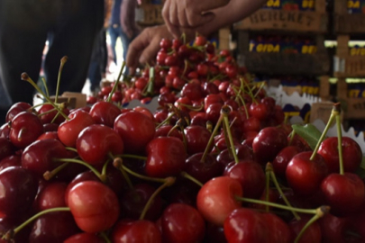 Bursa'nın kirazı Bilecik'ten açık artırmayla geliyor