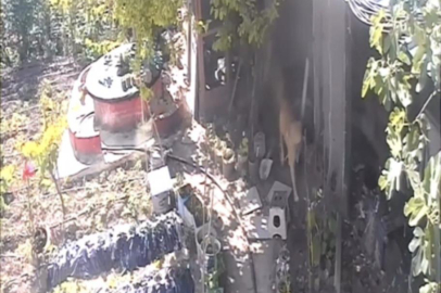 Sokak köpekleri kümese girdi, 30 tavuk telef oldu