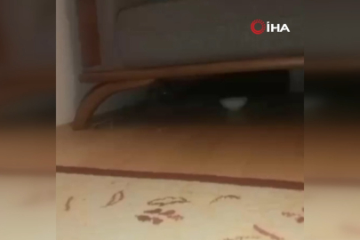 Bursa'da duygulandıran hikâye: Güvercinler için odasını terk etti