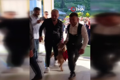 Düğünde altın değil keçi takıldı