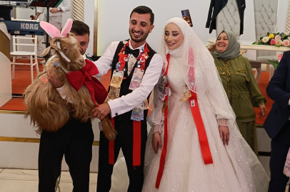 Düğünde altın değil keçi takıldı