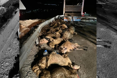 Erzincan'da TIR devrildi: 60 koyun telef oldu