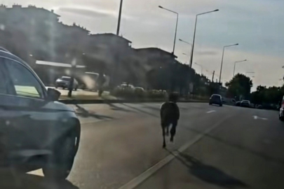 Bursa'da başıboş at ana yolda trafiği tehlikeye attı
