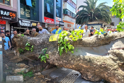 Bursa'da faciadan dönüldü...Asırlık çınar yola devrildi