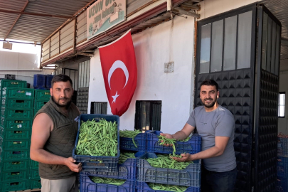 İznik’te Nazende fasulyesi hasadı başladı: Üreticinin yüzü güldü