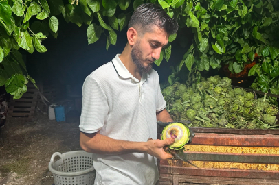 Bursa’da enginar bereketi: Soyucuların yüzü gülüyor