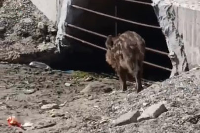 Bursa'da aç kalan domuzlar sahile indi